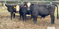 7 Brangus Baldy Rep. Heifers... Northeast TX