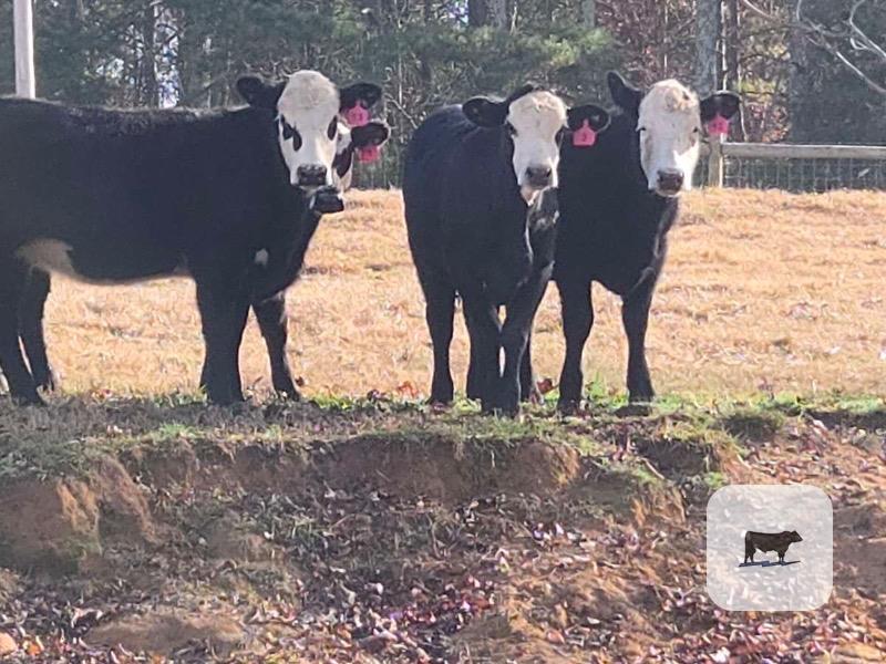 Cattle Range Listing Photo