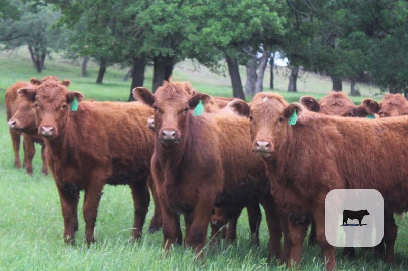 Cattle Range Listing Photo