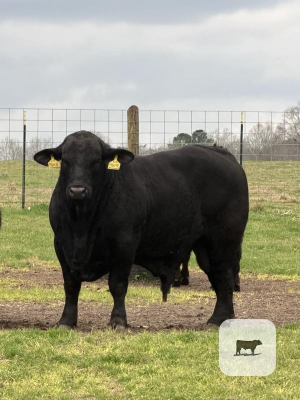 Cattle Range Listing Photo