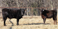 12 Wagyu Feeder Steers... Central OK