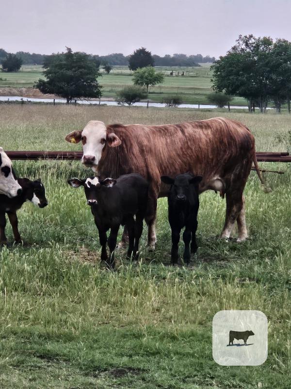 Cattle Range Listing Photo