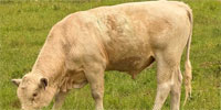 2 Charolais Bulls... Southeast OK