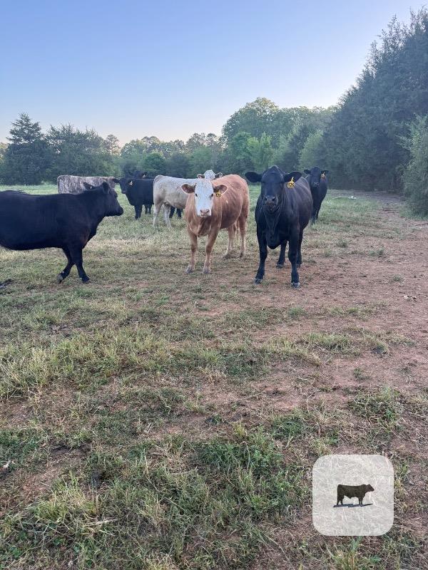 Cattle Range Listing Photo