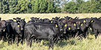 12 Brangus Cross Bred Heifers... Southwest MO