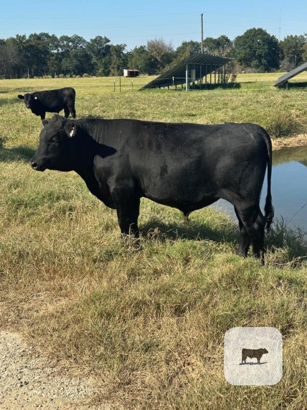 Cattle Range Listing Photo