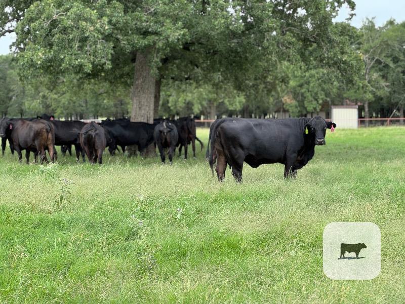 Cattle Range Listing Photo
