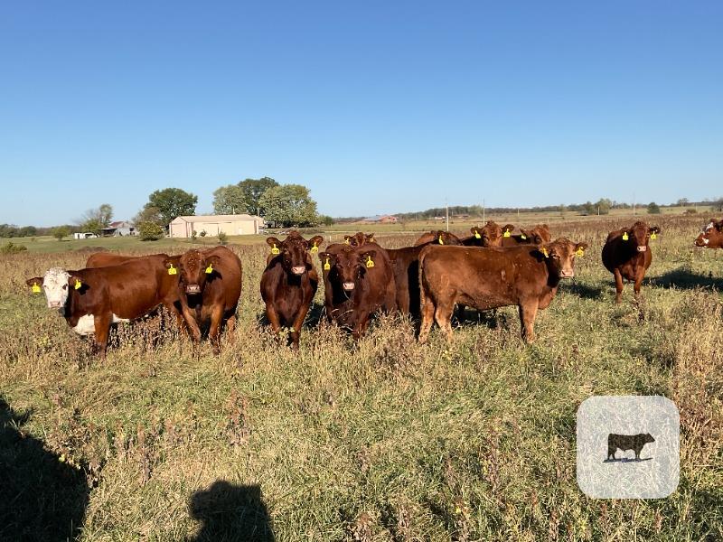 Cattle Range Listing Photo 2