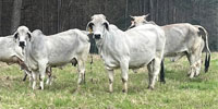 7 Brahman Cows w/ 2+ Calves... East TX