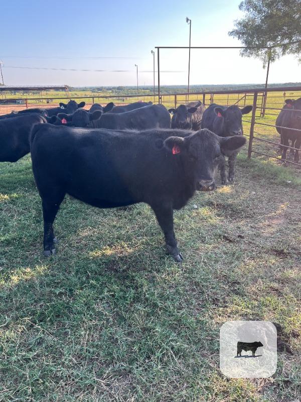 Cattle Range Listing Photo
