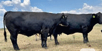 100 Black, BMF, Red & RMF Crossbred Cows... Central TX