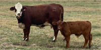 4 Braford 1st-Calf Pairs... South TX