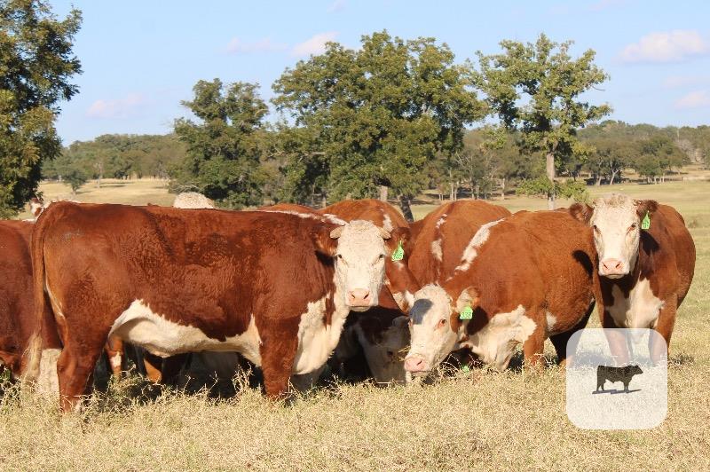Cattle Range Listing Photo 4