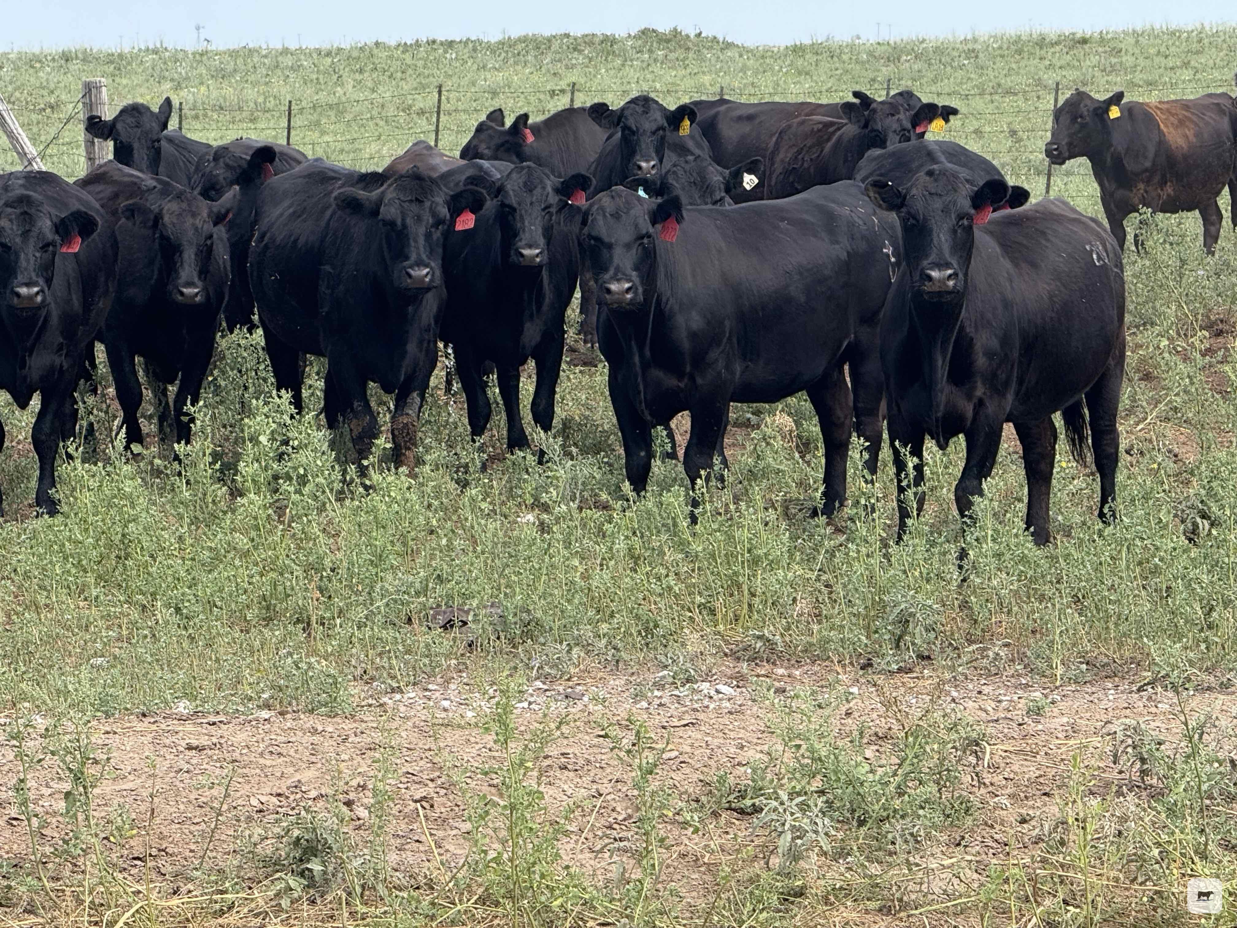 Cattle Range Listing Photo