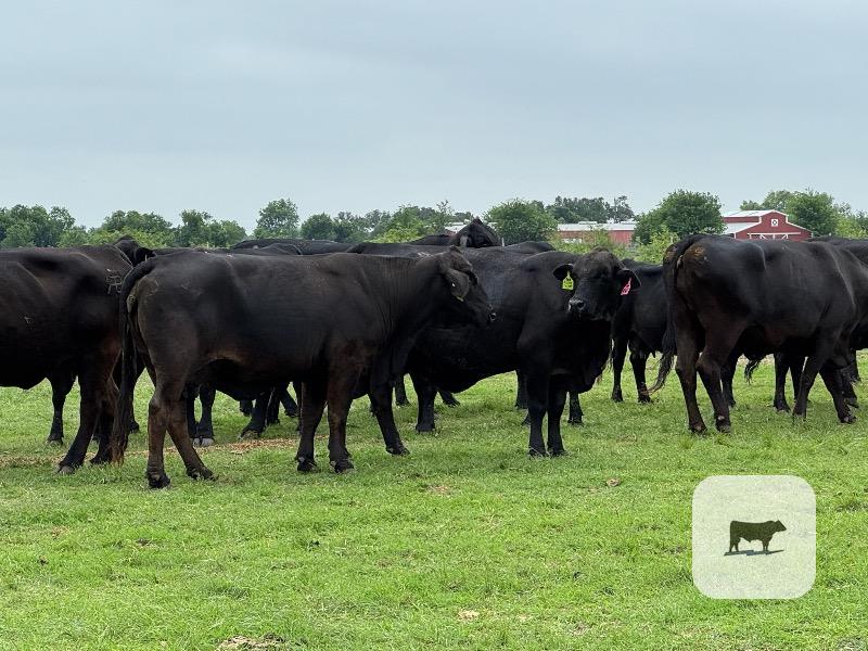 Cattle Range Listing Photo