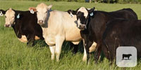20 Angus, Black Baldy, Hereford & Charolais Cows... Northwest GA