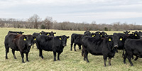 40 Angus & BWF Cows... Southwest MO