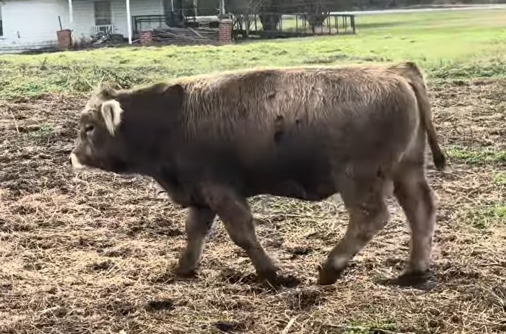 Cattle Range Listing Photo