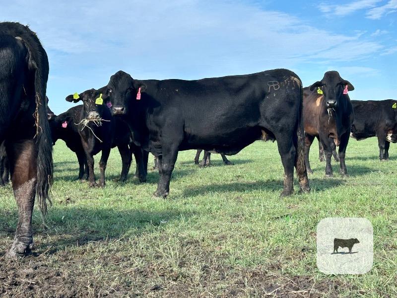 Cattle Range Listing Photo