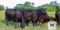 15 Angus Cows... Central TX