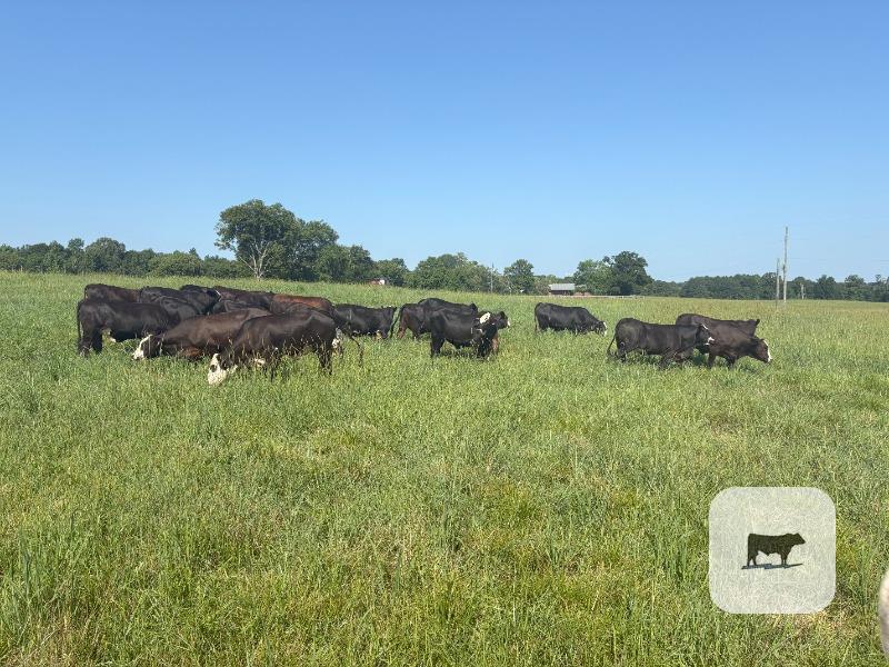 Cattle Range Listing Photo