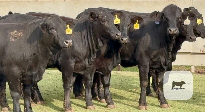 Cattle Range Listing Photo