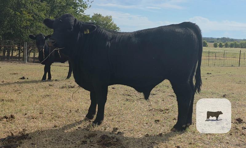 Cattle Range Listing Photo
