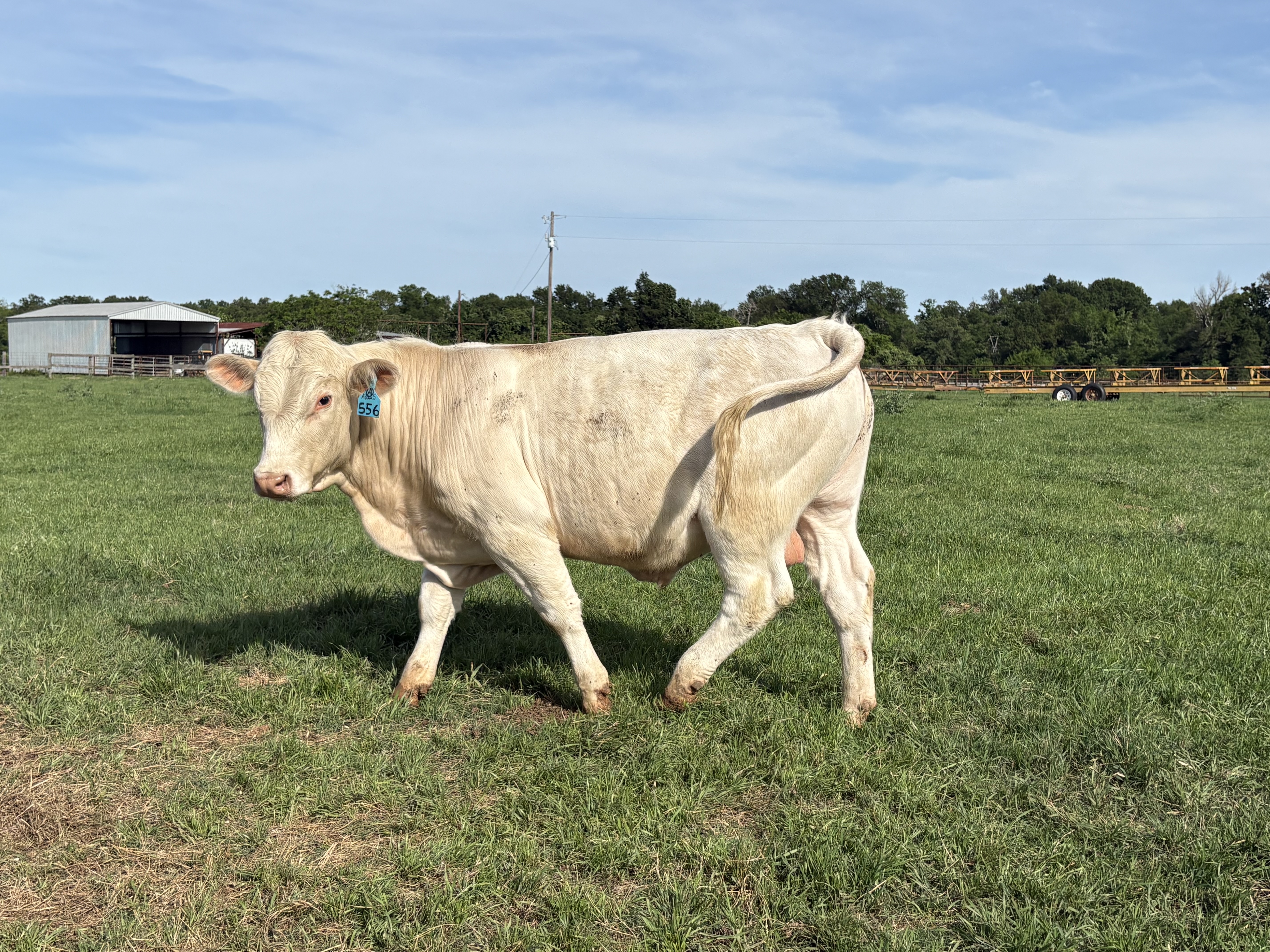Cattle Range Listing Photo