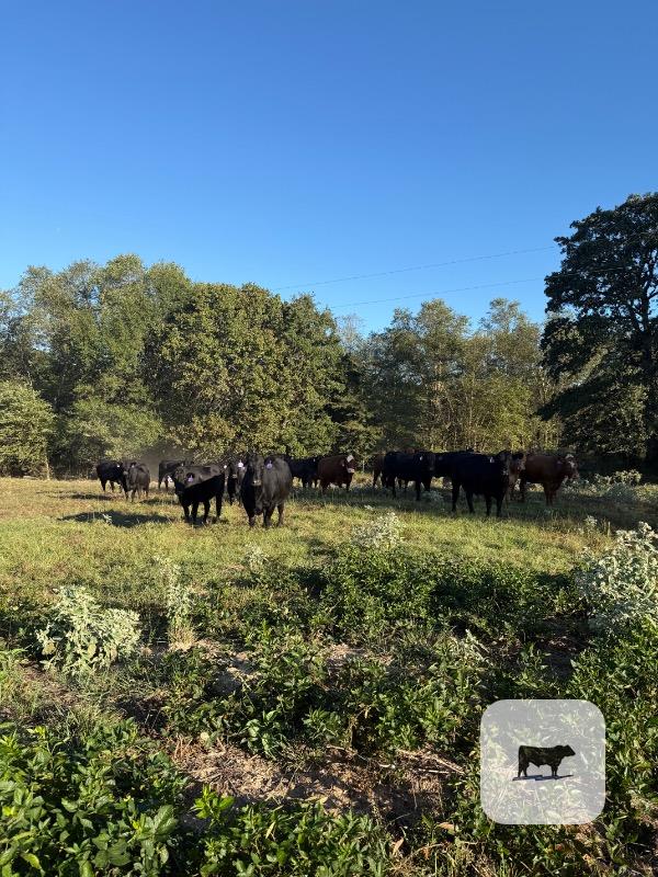 Cattle Range Listing Photo