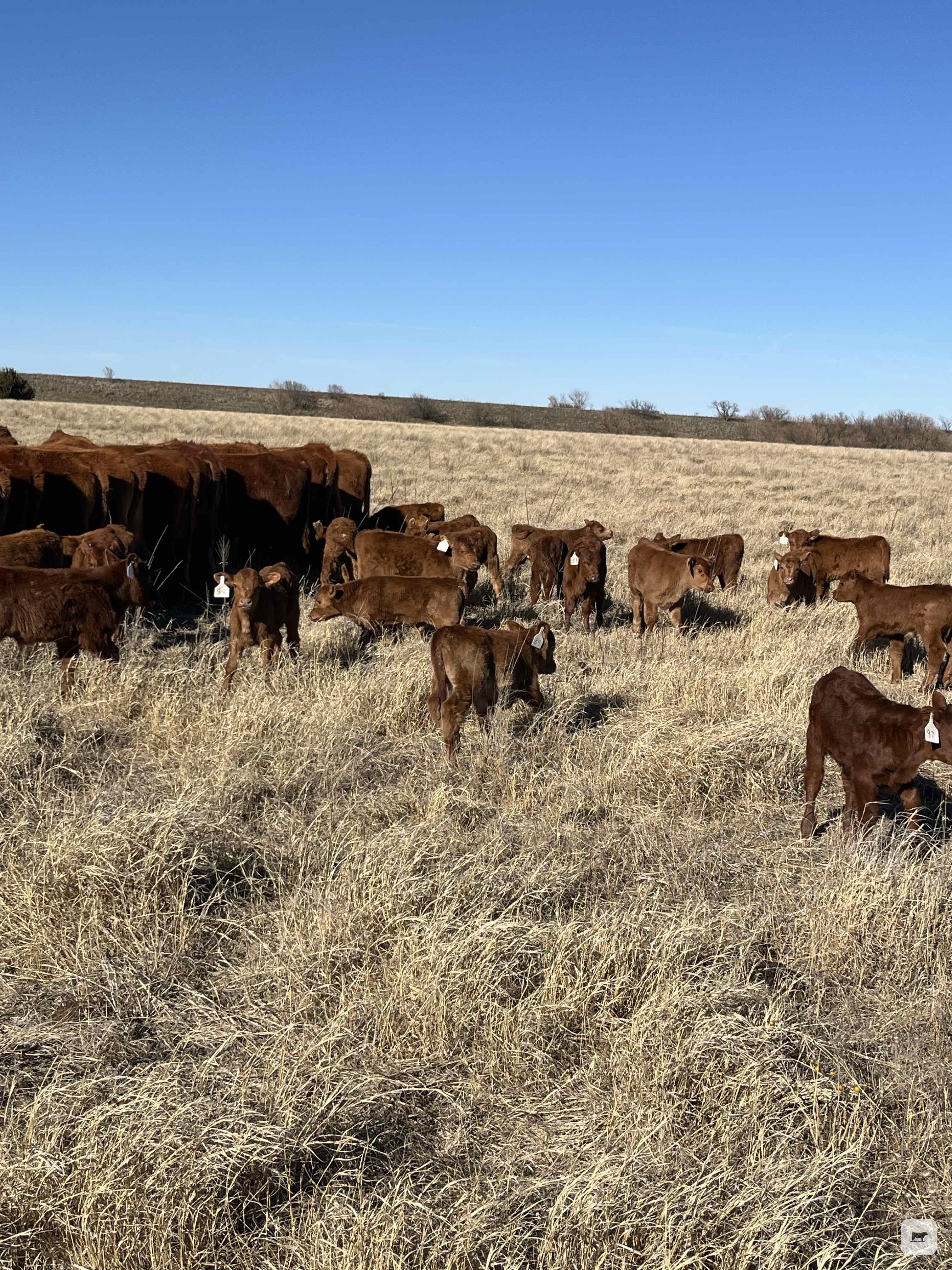 Cattle Range Listing Photo