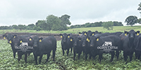 60 Angus & Black Baldy Bred Heifers... Southwest MO
