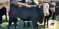 150 Brangus 'BWF' Rep. Heifers... Central TX
