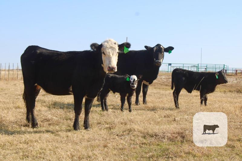 Cattle Range Listing Photo