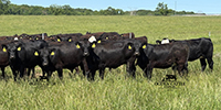 66 Angus & BWF Rep. Heifers... Southwest MO