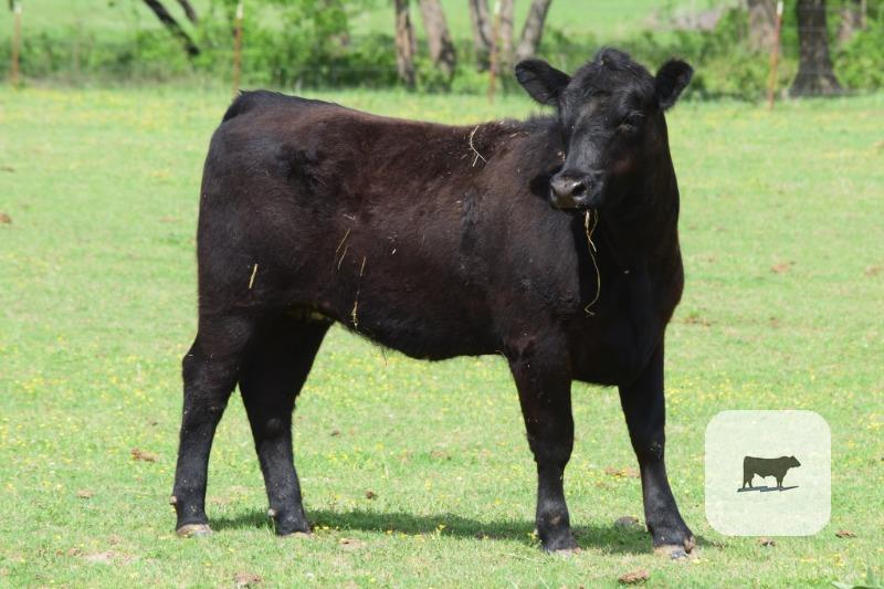 Cattle Range Listing Photo