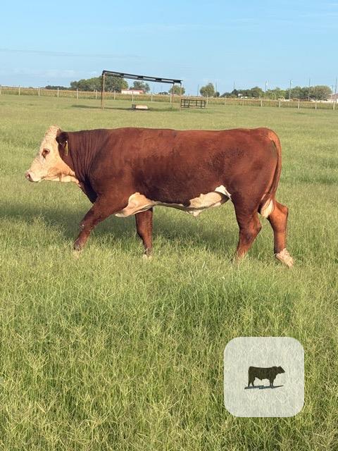 Cattle Range Listing Photo