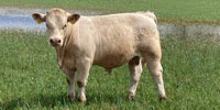 2 Purebred Charolais Bulls... S. Central OK