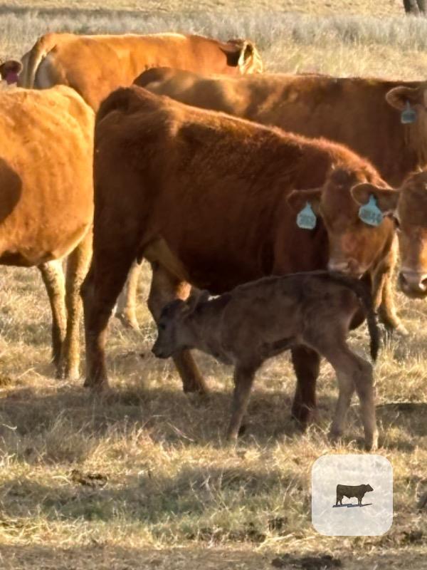 Cattle Range Listing Photo