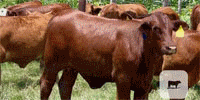 80 Beefmaster, Simbrah & Santa Gertrudis Rep. Heifers... Central Tx