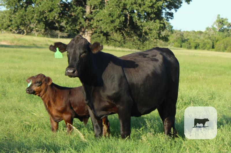 Cattle Range Listing Photo