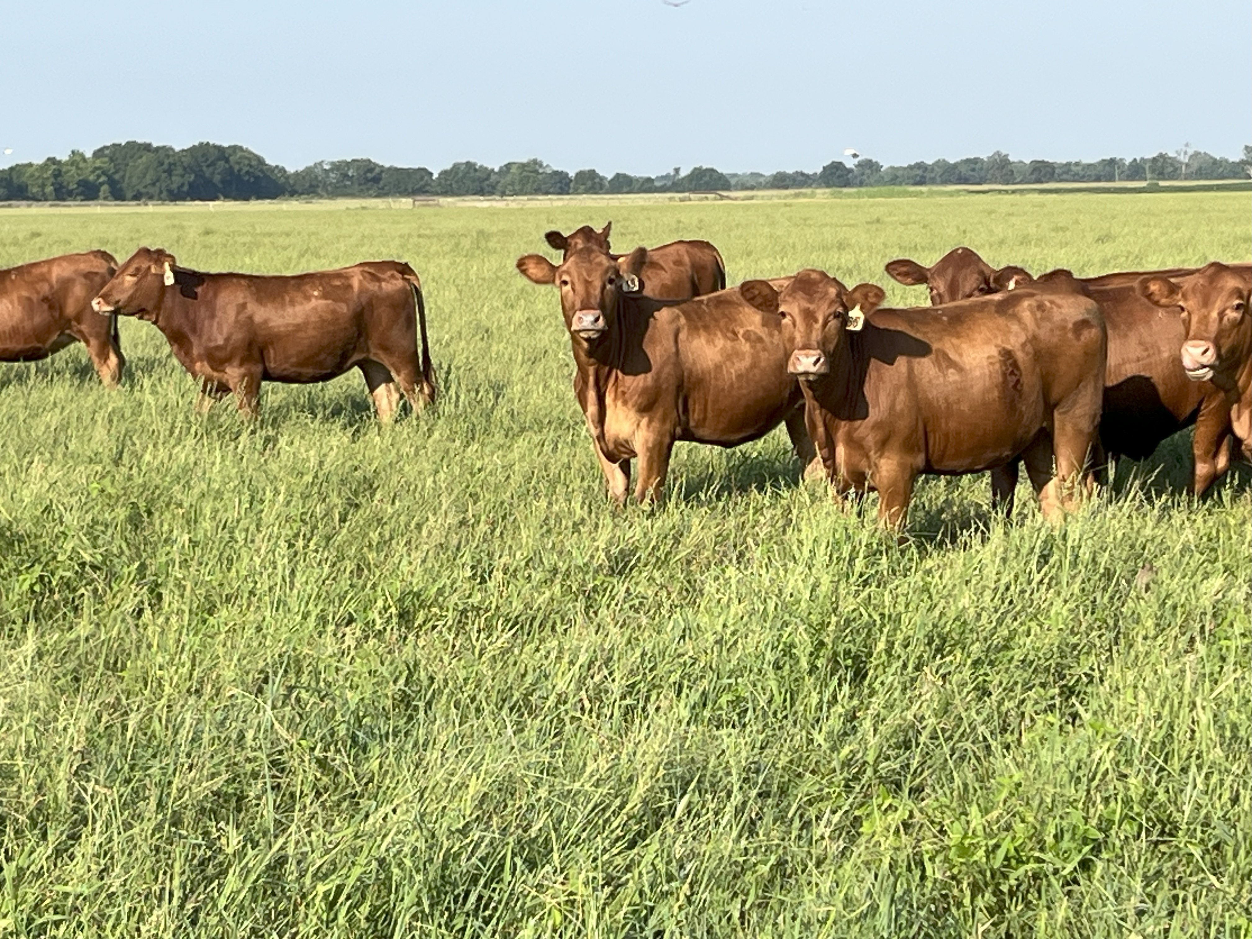 Cattle Range Listing Photo