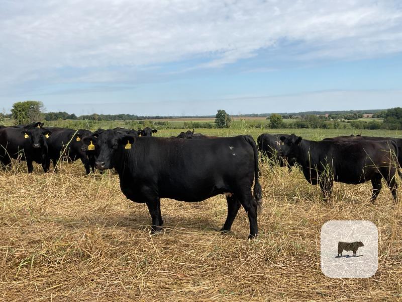 Cattle Range Listing Photo