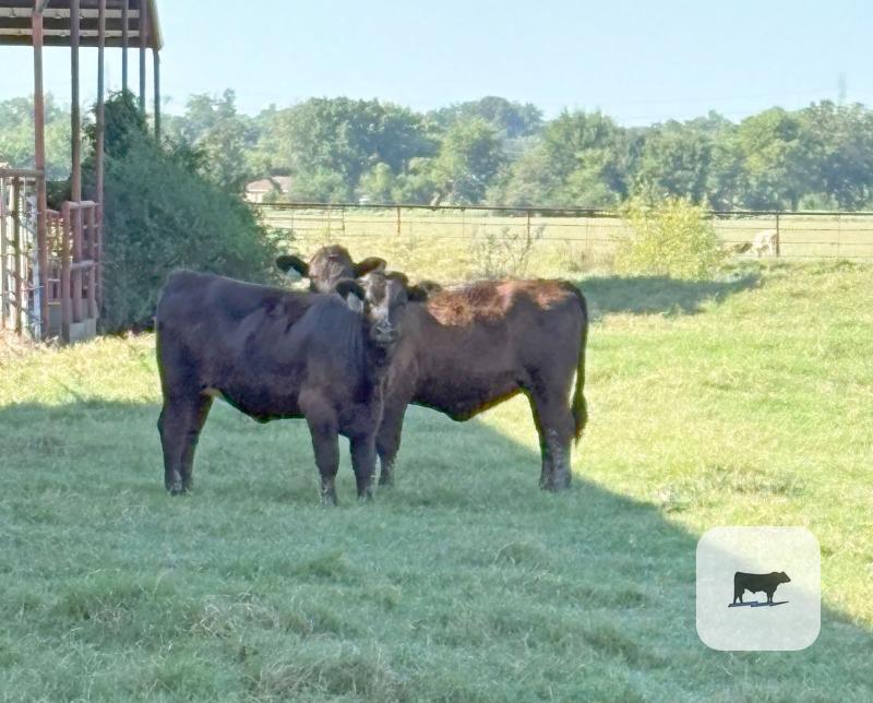 Cattle Range Listing Photo