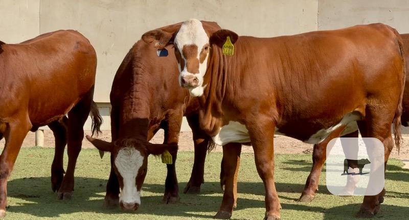 Cattle Range Listing Photo