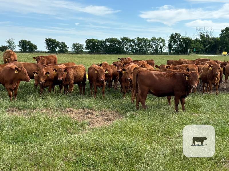 Cattle Range Listing Photo