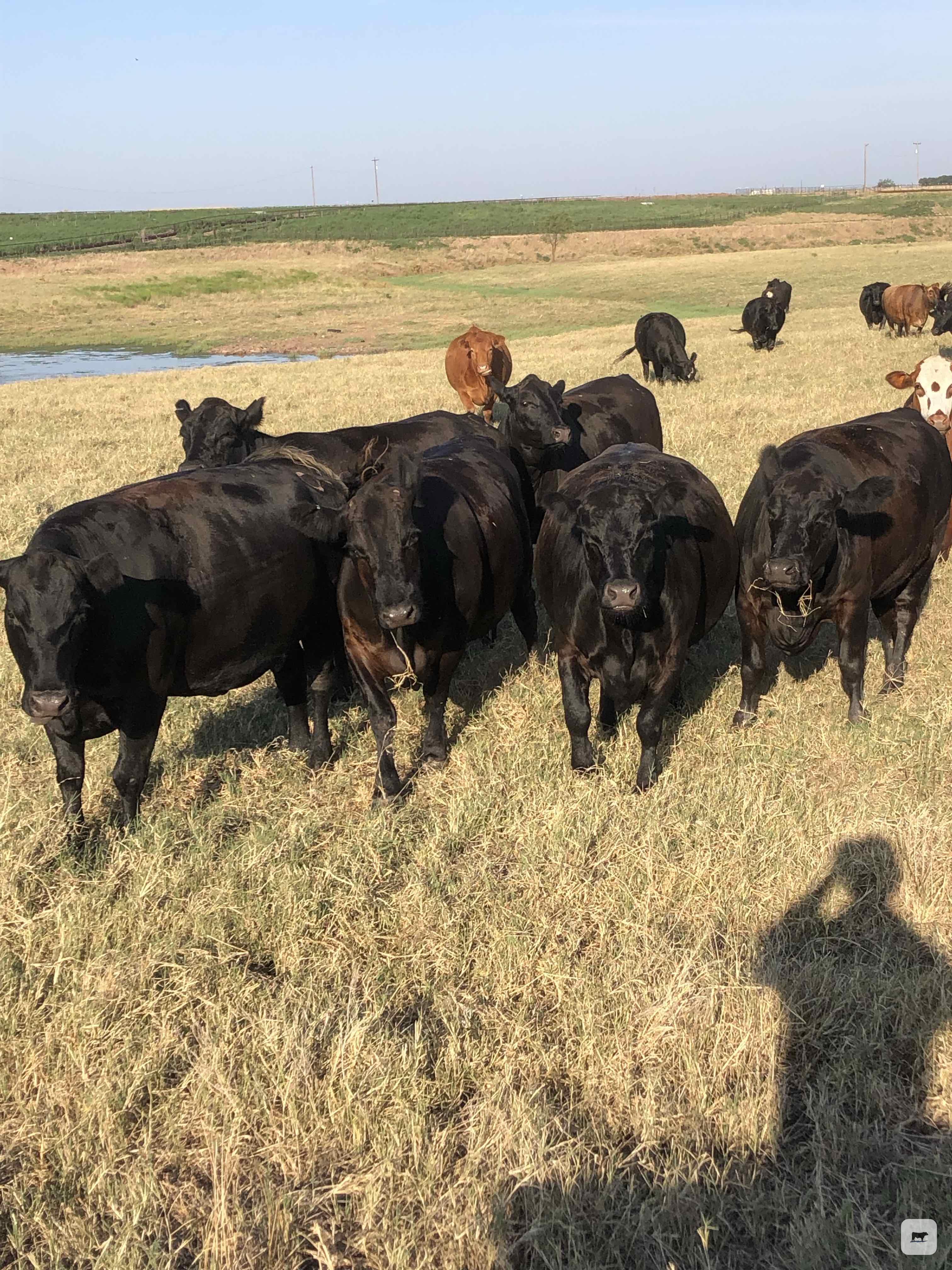 Cattle Range Listing Photo