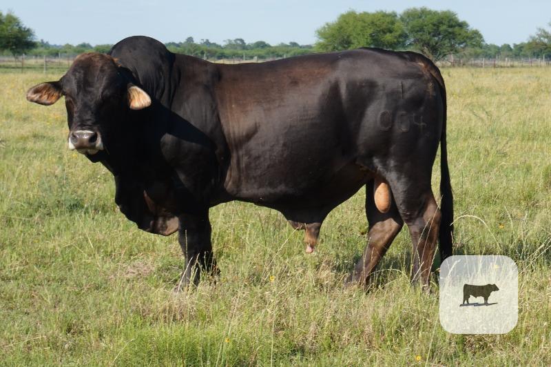 Cattle Range Listing Photo