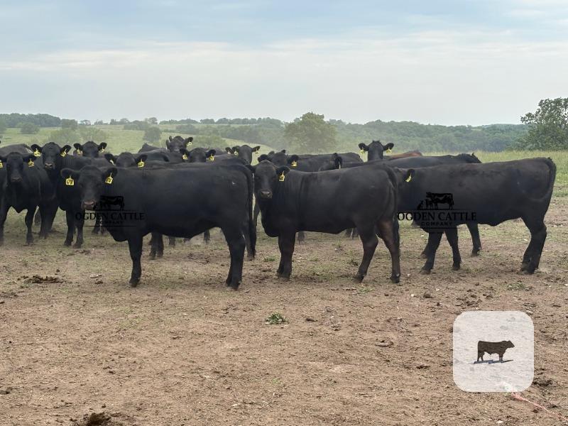 Cattle Range Listing Photo