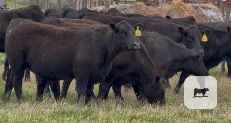 Cattle Range Listing Photo