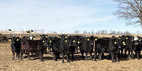 60 Angus & BMF Bred Heifers... SW Missouri